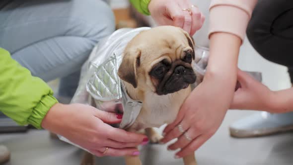 pug dog put on clothes, hands of people, dog costume