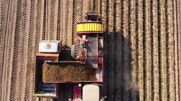 Harvesting of Potatoes on Agricultural Land