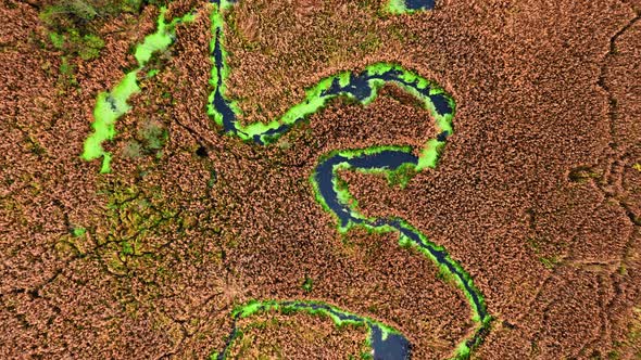 Top down view of river, algae and brown swamps