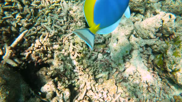 Swimming Close to a Powder Blue Tang in Coral Reef in Maldives