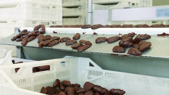 Candy Factory. Chocolate Candies Lying on Conveyor.