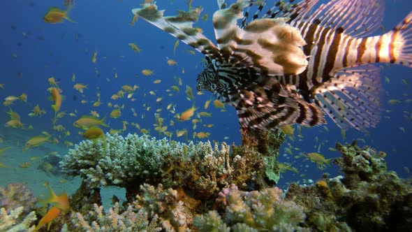 Tropical Lion-Fish Red Sea