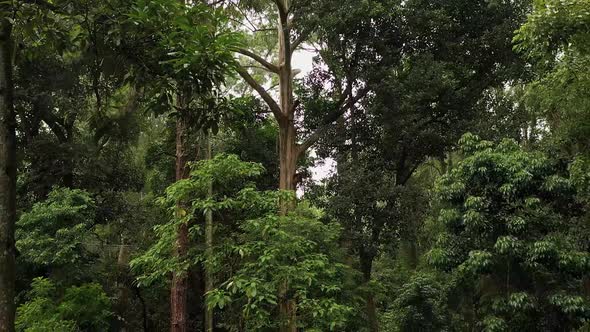 Atlantic Forest with some eucalyptus trees - drone moves downwards