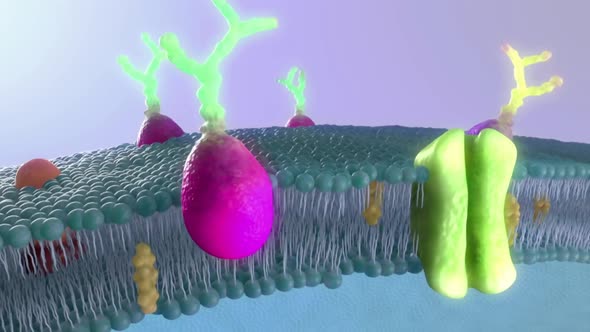 lipidand receptors Lipid Biolayer Medical Animation