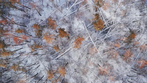 Aerial View o Forest Glade with Windbreak Fallen Forest Windfall and Dead Wood on Winter Day