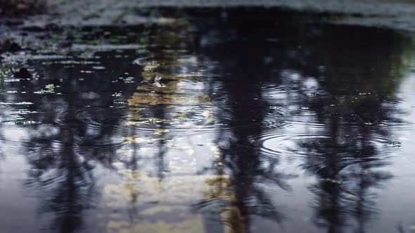 Rain (4K)