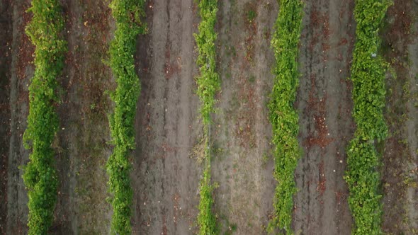 Aerial View of Vineyards Field Plantation on Sunset