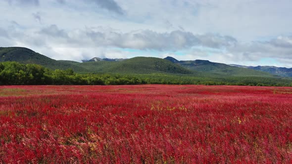 Blooming Flowers Willowherb Field