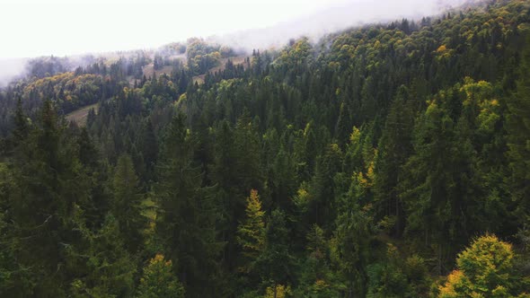 Beautiful Green Pine Forest in the Carpathian Mountains Ukraine