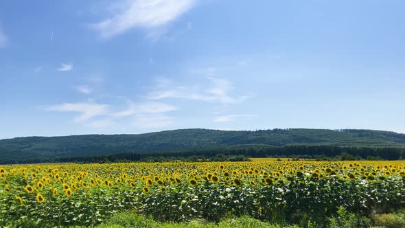 Seed Flower Flying Over Grinter's Sunflower Farm Sunflower Sun Summer Season Plant Nature Plants on