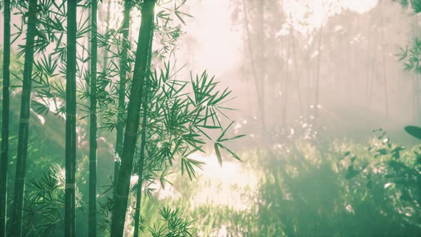 Bamboo Trunks and Sunlight Shines Through the Walls of the Plant and Fog