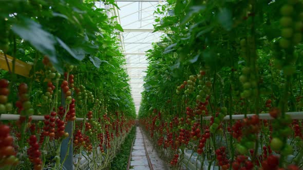 View of Red Tomatoes Branches Growing on Bushes in Warm Modern Greenhouse