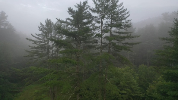 Aerial Forest with Fog