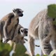 Four Furry Lemurs Moving on Leafy Trees and Entertaining on a Sunny Day in Summer   - VideoHive Item for Sale