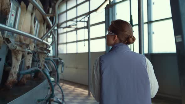 Dairy Farmer Check Cows Milking Equipment in Dairy Production Parlour Rear View