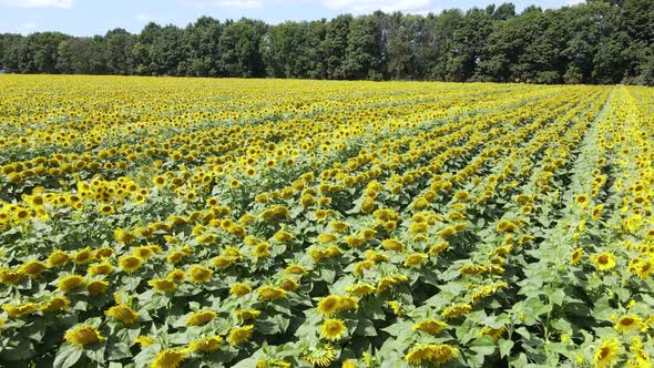 Aerial View of a Field with Sunflowers