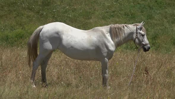 White Horse Grazing on Meadow at Summer