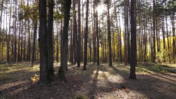 Trees in the Forest on an Autumn Day