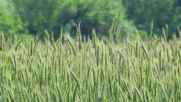 The Rye Field