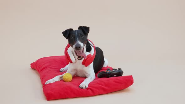 A Smooth Fox Terrier with Red Wireless Headphones Around His Neck Lies Near a Yellow Ball and a