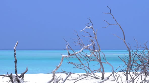 Perfect Wild Sandy Maldives Beach with Dry Bush, Nobody