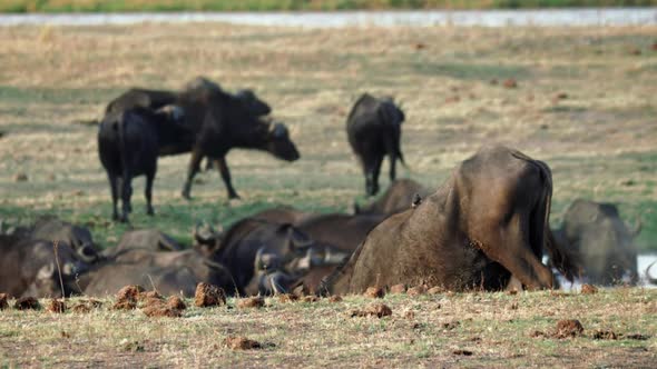 African Cape Buffalo herd crossing the Chobe River at the Botswana and Namibia border, on the Capriv