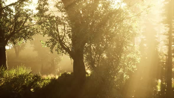 Magic Dark Autumn Forest Scenery with Rays of Warm Light