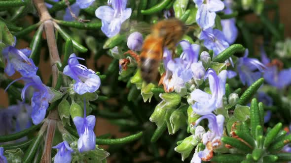 Honeybee Buzzing Around Flowering Rosemary Bush, SLOW MOTION