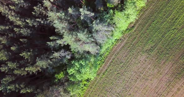 Flying Over the Green Forest, Summer Sunny Landscape, Aerial Drone Footage View From Above