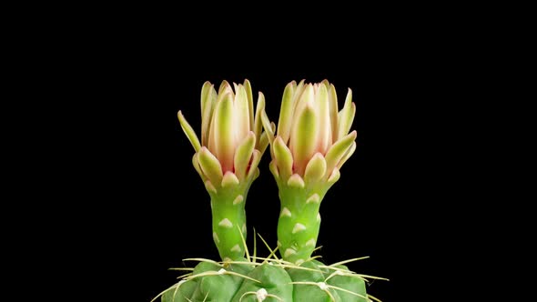 Time Lapse Cactus Flower Opening