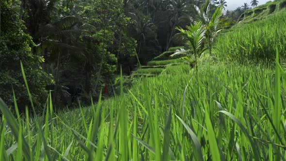 Rice Terraces Are Situated in Tegallalang, Bali, Indonesia. Equatorial Nature Landscape. Lush Green