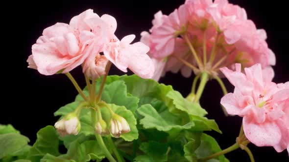 Time Lapse of Opening Pink Geranium ( Pelargonium ) Flower