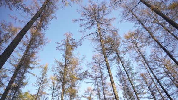 Tall bare trees with no leaves, autumnal forest setting