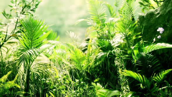 Close Up Jungle Grass and Plants