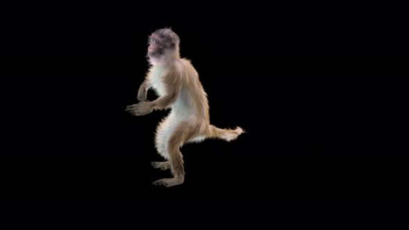 Monkey Dance 4K alt