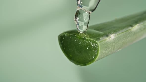 Motion of Dropping a Drop Aloe Vera Liquid From Leaf on Green Blurred Background