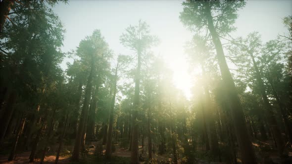 Redwood Forest Foggy Sunset Scenery