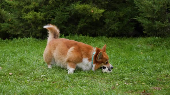 Welsh Corgi Pembroke Walks in the Park on a Green Lawn