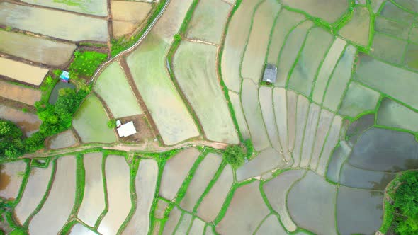 Aerial drone of Rice terraces and fields