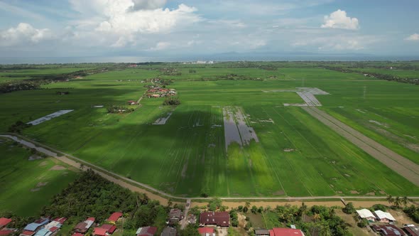 The Paddy Rice Fields of Kedah and Perlis, Malaysia