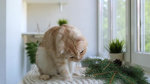 Red Ginger Tabby Scottish Fold Cat is Sitting on Soft Cozy Beige Scarf Next to the Window and Eating