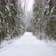 Walk Along Path in Winter Snow Forest - VideoHive Item for Sale