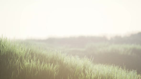 Green Field with Tall Grass in the Early Morning with Fog