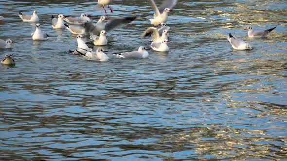 Close Up Shot Of Seagulls Bathing Sea Water