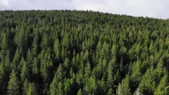 Forest From the Air