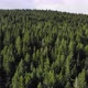 Forest From the Air - VideoHive Item for Sale