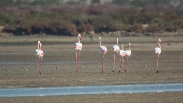 Flamingo Bird Nature Wildlife Reserve Delta Ebro Lagoon