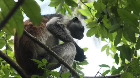 Red Colobus Monkey Sitting on Branch in Jozani Tropical Forest Zanzibar Africa