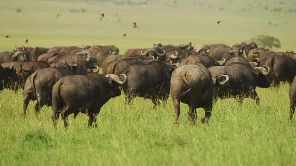 Herd of Cape buffalos running