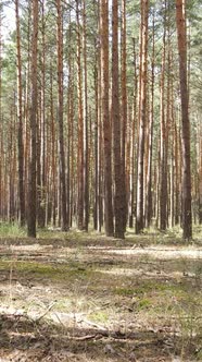 Vertical Video of Forest Landscape with Pine Trees in Summer Slow Motion